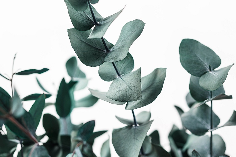 Stabilizált Eucalyptus Cinerea