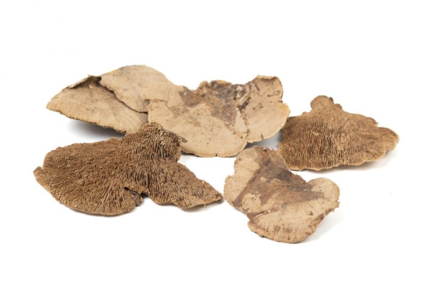 Fungo essiccato - Marrone - Tipo di fungo: Pezzo grande (10-15 cm)