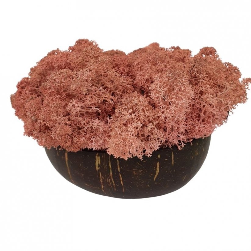Muschio stabilizzato - lichene - Rosa antico - Peso: 100g
