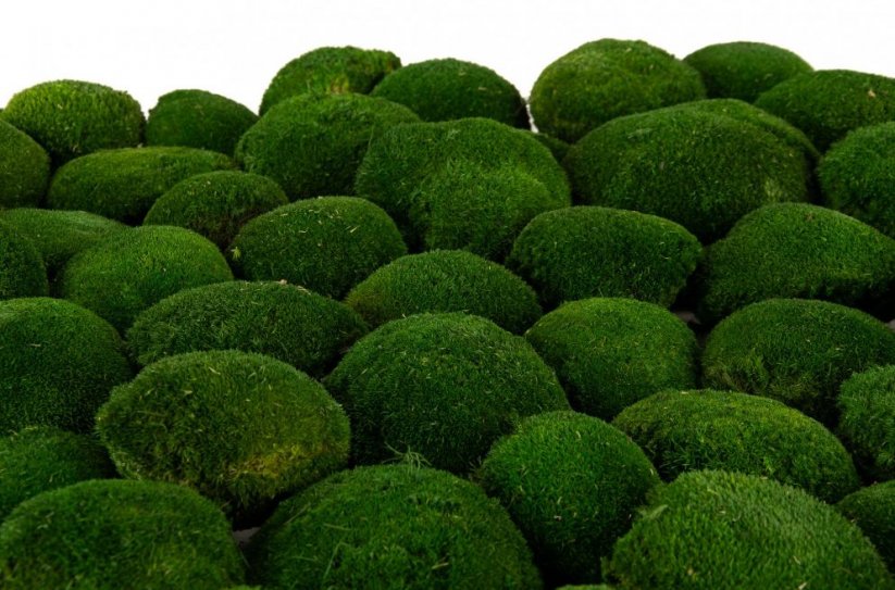Gömbmoha - "Teknős" - Természetes zöld - Terület: 1db (normál alakú 10-12cm)