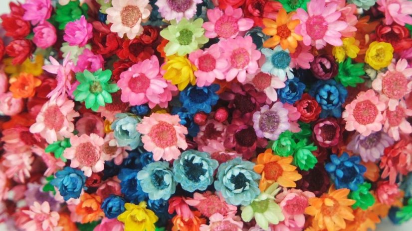 Fiori Glixia essiccati - Arcobaleno