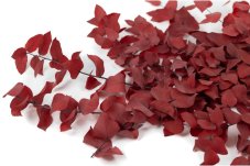 Stabilisierte Eukalyptus Stuartiana - Rot