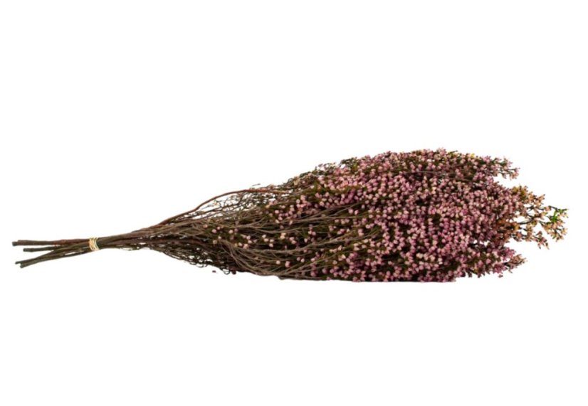 Stabilisiertes Heidekraut - Natural