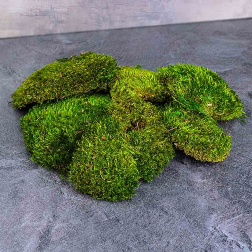 Kugelmoos - Provenzalisch - Fläche: 1,4 m²