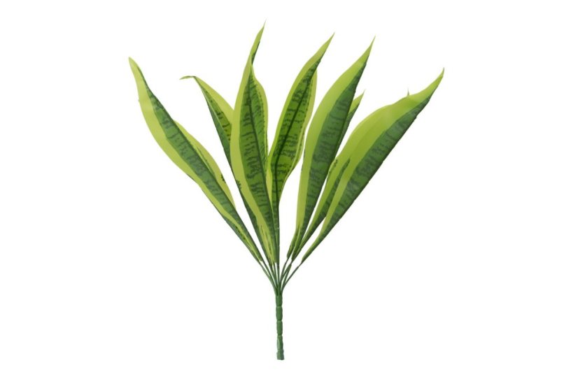 Umělá sansevieria