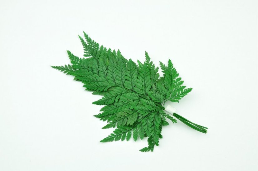 Felce stabilizzata Davalia - Verde