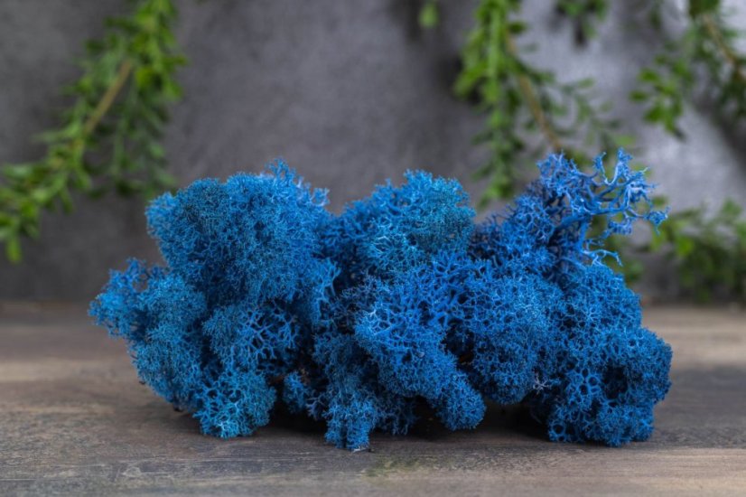 Mușchi stabilizat - lichen - Albastru - Greutate: 1kg