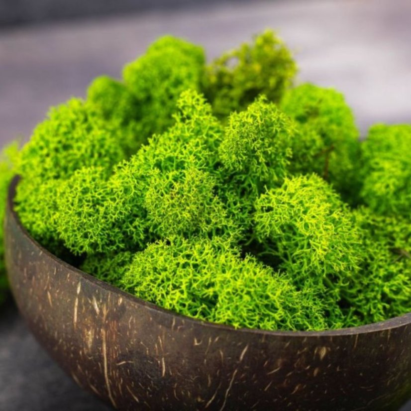 Mușchi stabilizat curățat - lichen - Verde măr - Finlandez - Greutate: 100g
