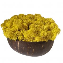 Stabiliziran mah - lišaji - rumena