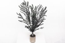 Eucalipto stabilizzato Parvifolia - vendita all'ingrosso