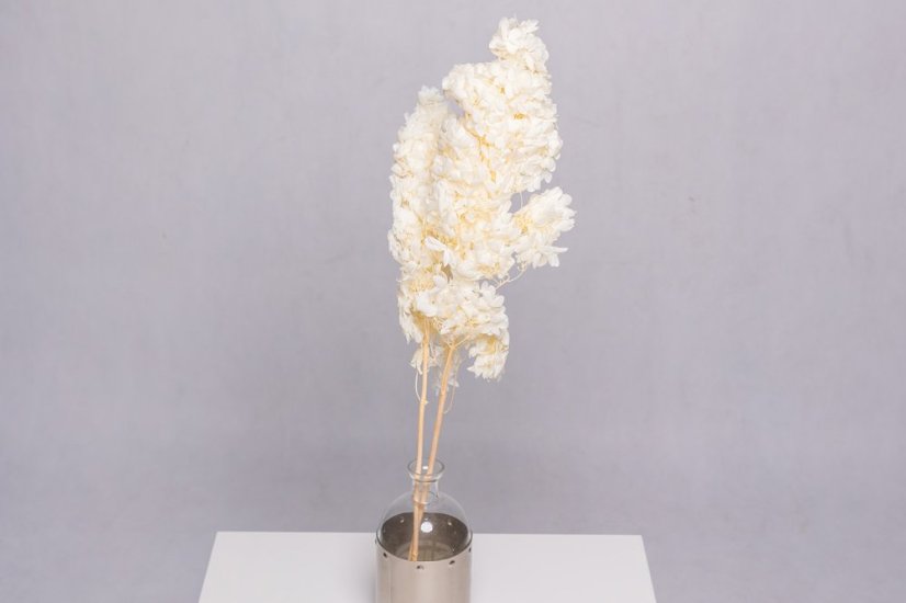 Stabilisierte Hortensie Grandiflora - Creme