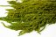 Amaranto stabilizzato - Verde lime - Misure: Mazzo (120-150 g)
