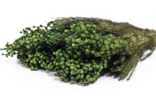 Stabilizirana praprot Lanuginosa