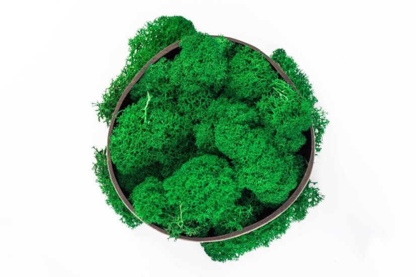 Čištěný stabilizovaný mech - lišejník - Smaragdová zelená - Finský - Hmotnost: 5kg