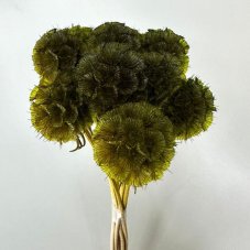 Scabiosa stellata stabilizzata - Verde oliva