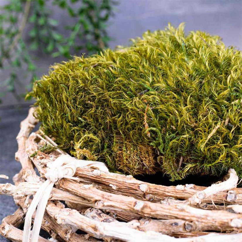 Mușchi bulgăre - "Arici" - Verde natural - Suprafață: 0,1 m² (acoperă o suprafață de 30x35 cm)