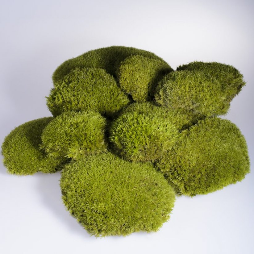 Kopčekový mach - Limetková zelená - Plocha: 1ks (pravidelný tvar 10-12cm)