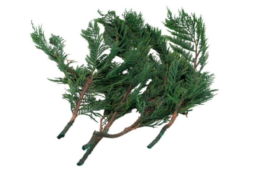 Stabilisierte Zweige der Thuja