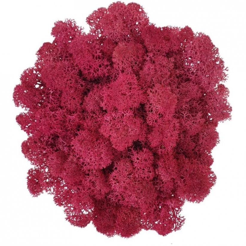 Muschio stabilizzato - lichene - Rosa - Peso: 5kg