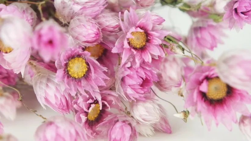 Szárított Rodanthe virág - Rózsaszín
