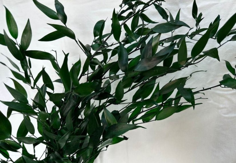 Ruscus stabilizat - verde