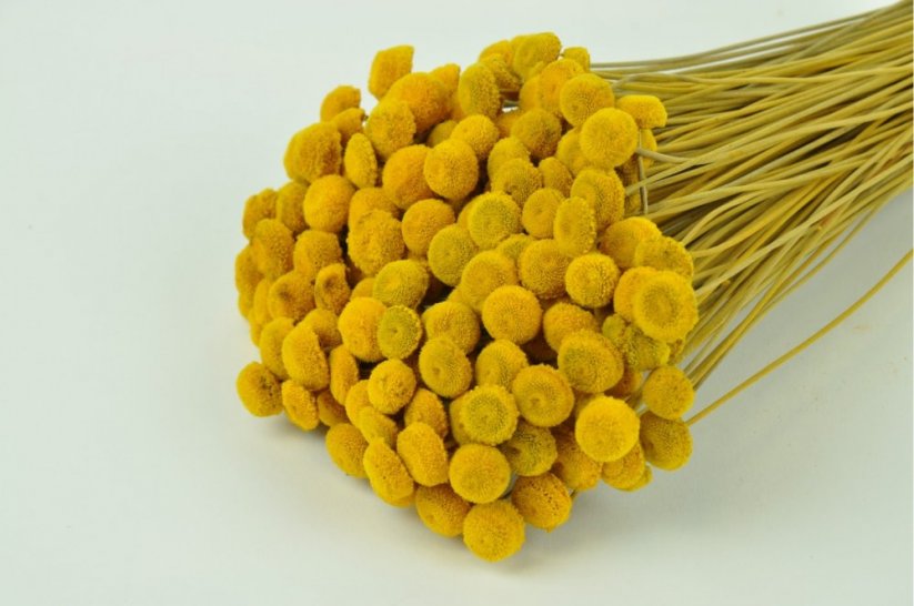 Stabilisierte Botao-Blüten - Gelb