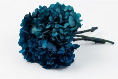 Stabilizovaná hortenzia - Modrá