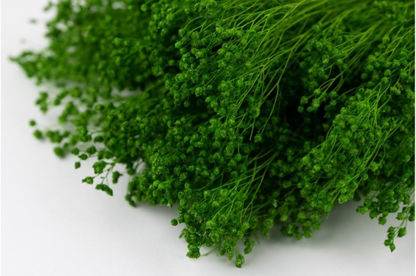 Fiori stabilizzati Broom - Verdi