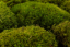 Kugelmoos - "Igel" - Hellgrün - Bereich: 1St (regelmäßige Form 10-12cm)
