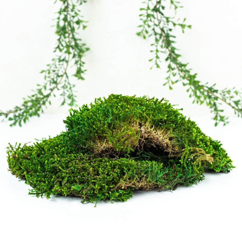 Flachmoos - Naturgrün PREMIUM - Gewicht: 1kg (ca 0,75m²)