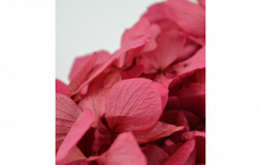 Stabilizovaná hortenze - Růžová