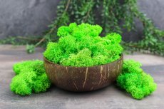 Stabilizovaný mach - lišajník - Svetlozelená - veľkoobchod