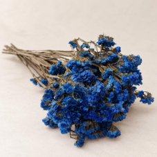 Flori stabilizate Limonium - Albastre