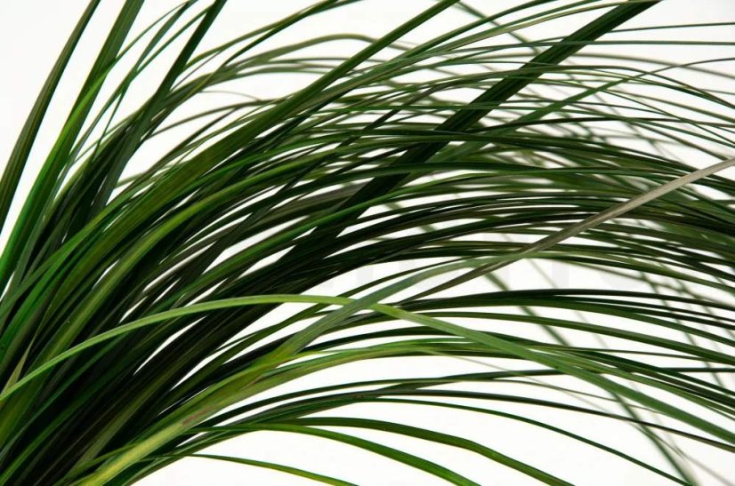 Erba "orso" stabilizzata