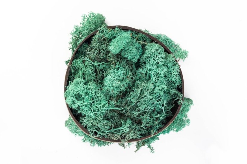 Mușchi stabilizat - lichen - Verde turcoaz - Greutate: 5kg