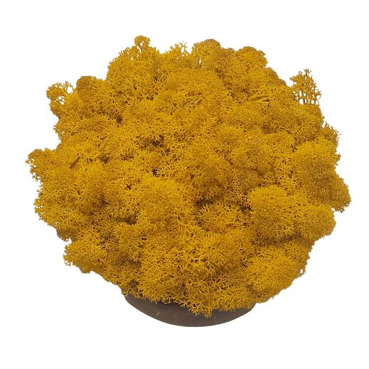 Muschio stabilizzato - lichene - Ambra - Peso: 5kg