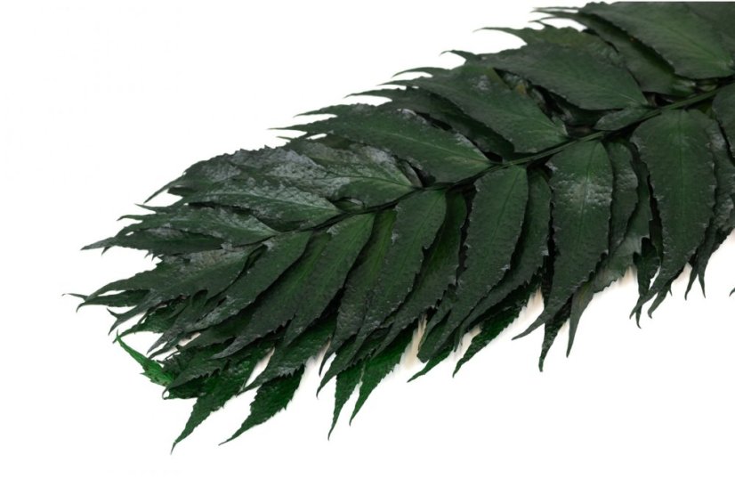 Stabilizált páfrány Holly - Darabszám: Csomag - 6db