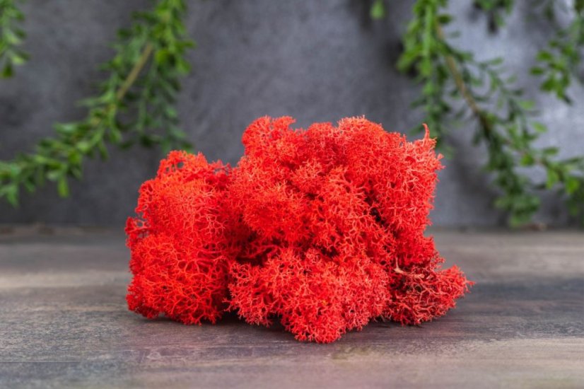 Muschio stabilizzato - lichene - Rosso - Peso: 500g