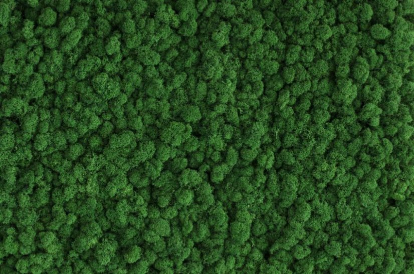 Čiščen stabiliziran mah - lišaj - smaragdno zelen - finski - Teža: 500g