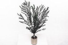 Stabiliziran Evkaliptus Parvifolia - veleprodaja