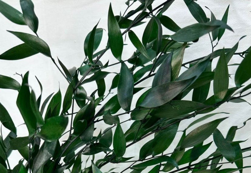 Ruscus stabilizat - verde