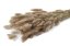 Getrocknetes Lagurus-Gras - Natur