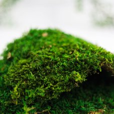 Mușchi plat - Verde natural