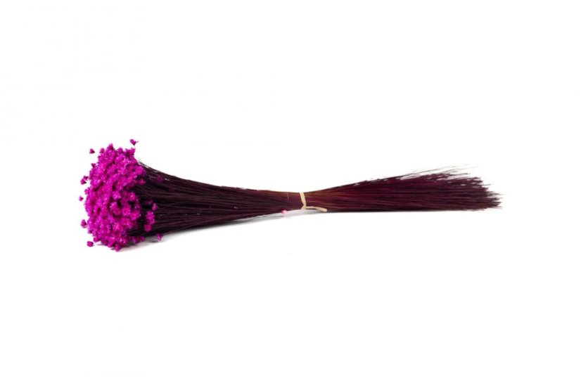 Sušené kvety Glixia- Magenta