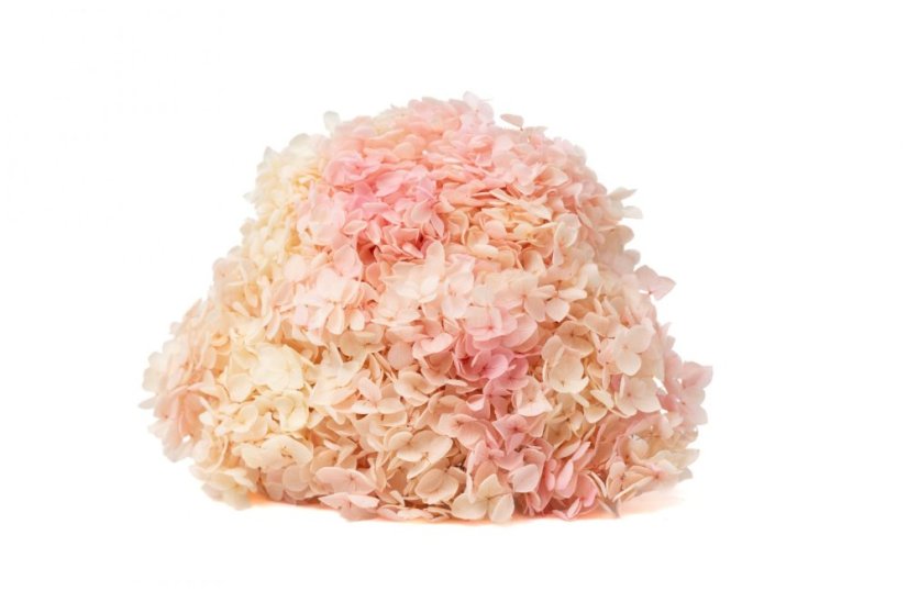 Stabilisierte Hortensie - Creme-Rosa