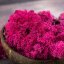 Muschio stabilizzato - lichene - Rosa - Peso: 1kg