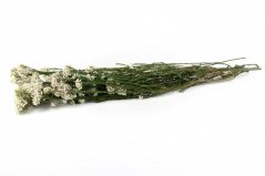 Stabilisierte Reisblume - Weiß