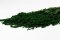 Stabilisierter Amaranth - Dunkelgrün - Größe: Beutel (20g)