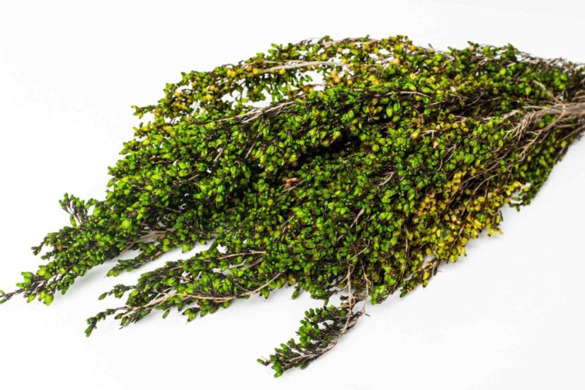 Stabilisiertes Heidekraut - Grün