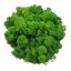 Muschio stabilizzato - lichene - Verde chiaro - Peso: 500g